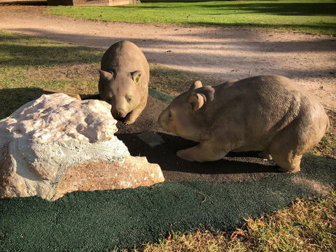 Wombat Statues, Moonta - Victoria Tourism 0