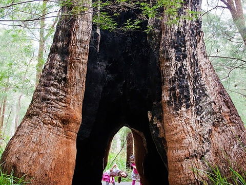 Ancient Empire Walk, Valley Of The Giants - Attractions Perth 0