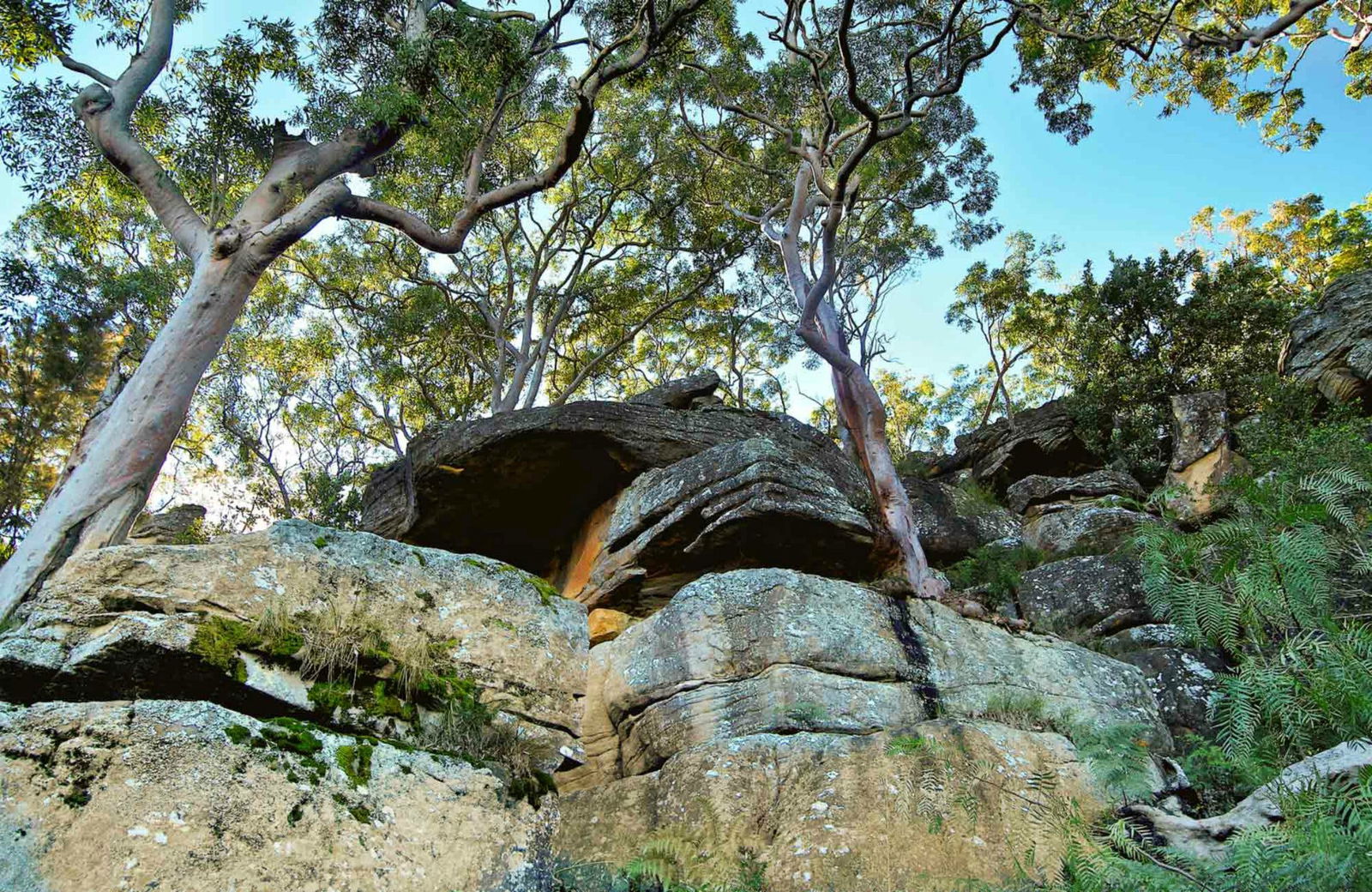 Burrawang Reach Picnic Area Logo and Images