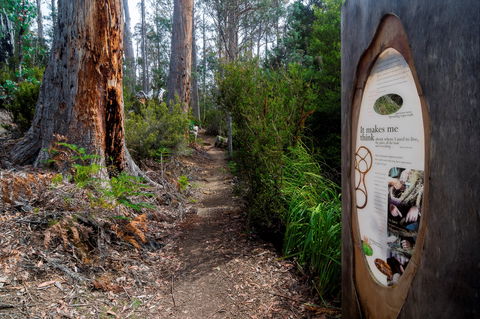 Lake St Clair (Cradle Mountain  - Lake St Clair National Park) - Sunshine Coast Guide 2