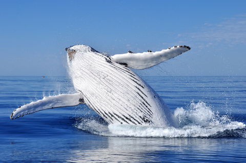 Marine Life Encounters - Attractions 0