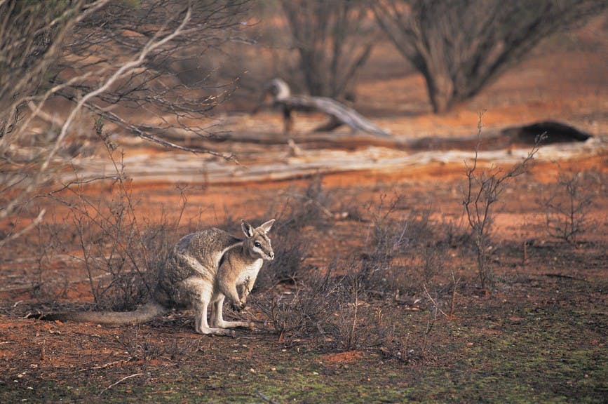 Mildura Logo and Images