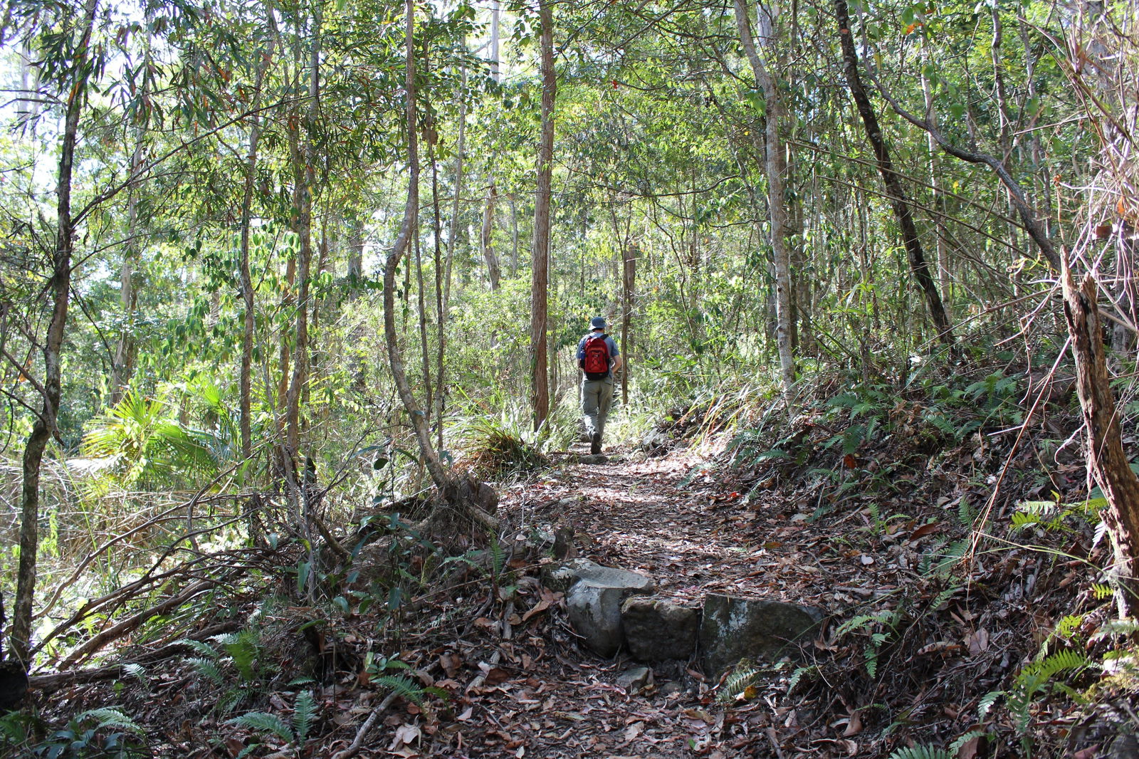 Morelia walking track, D'Aguilar National Park Logo and Images