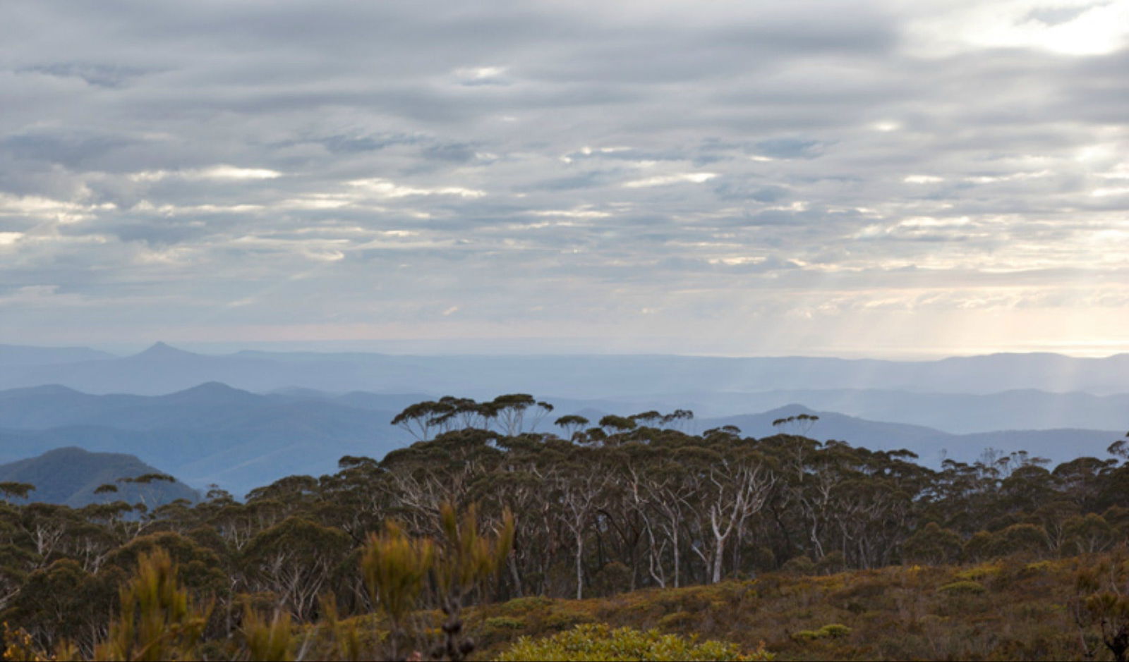 Mount Budawang trail