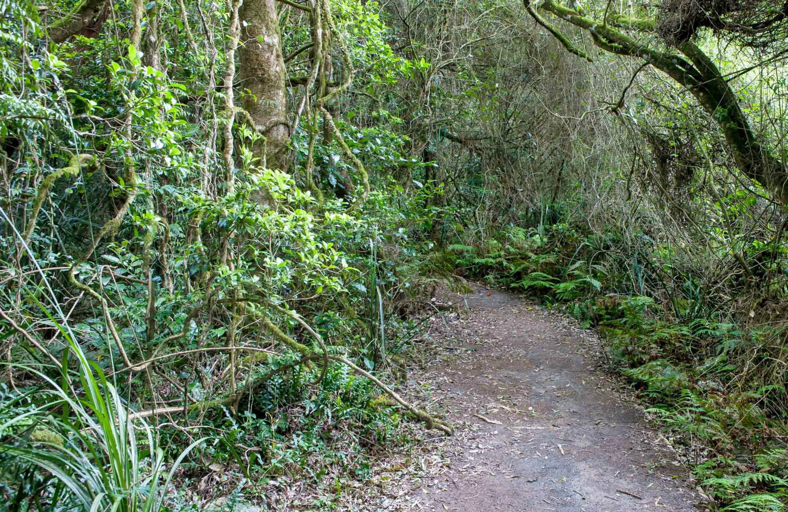 Rainforest Walking Track, Roberston Nature Reserve Logo and Images