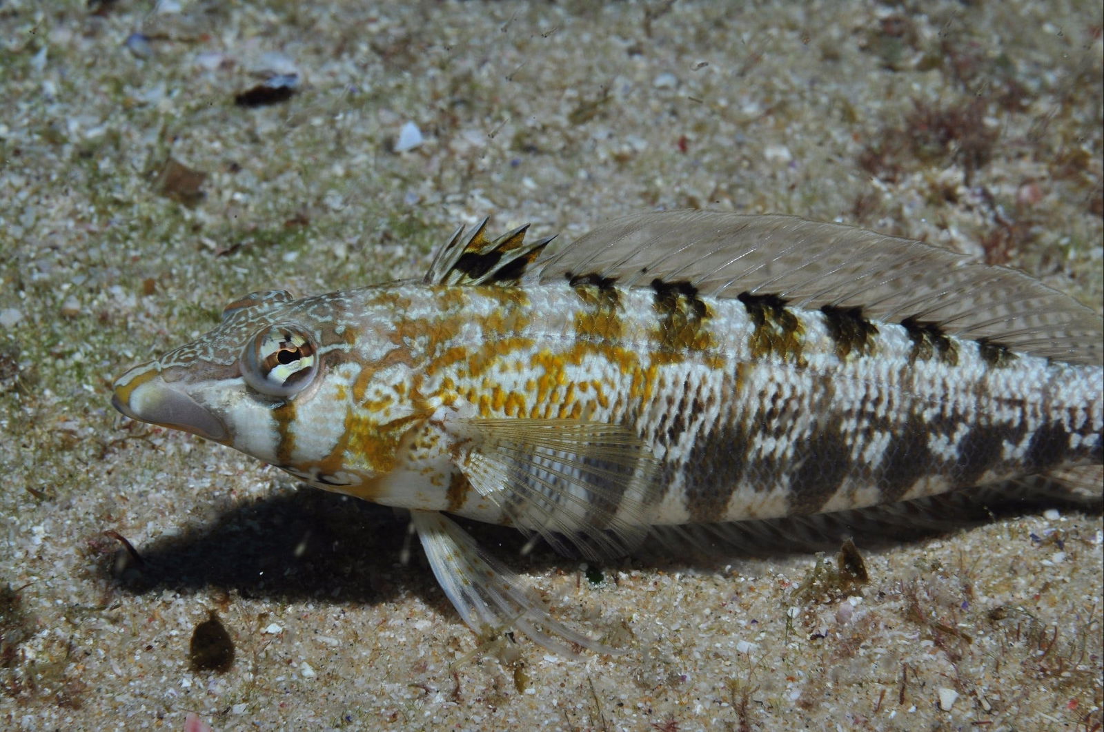 Shelving Beach Dive Site