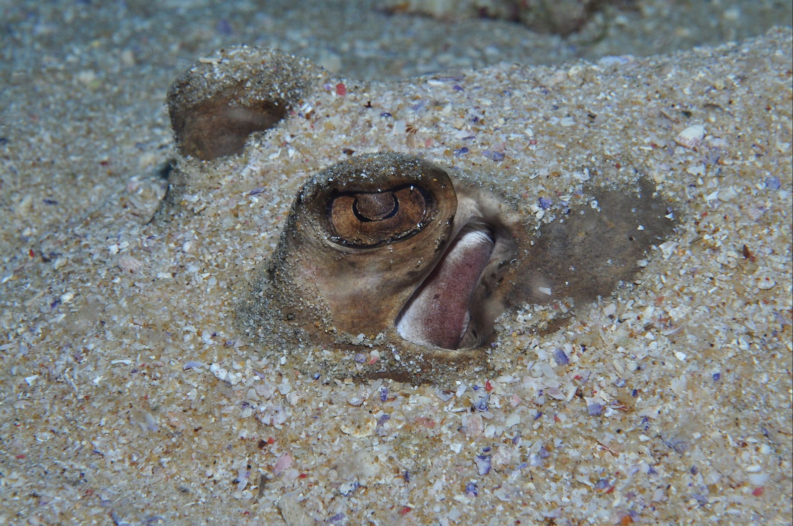 Shelving Beach Dive Site Logo and Images
