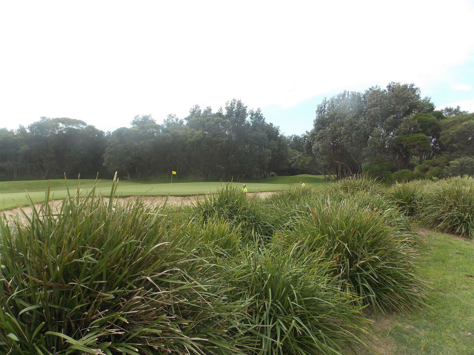 Shoalhaven Heads Golf Club Logo and Images