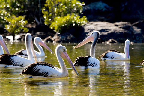 Snorkel Hat Head Creek - Accommodation Broken Hill 2