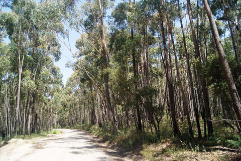 Alfred National Park - Sunshine Coast Guide 2