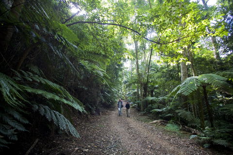 Booloumba Falls Walk, Conondale National Park - Accommodation in Bendigo 2