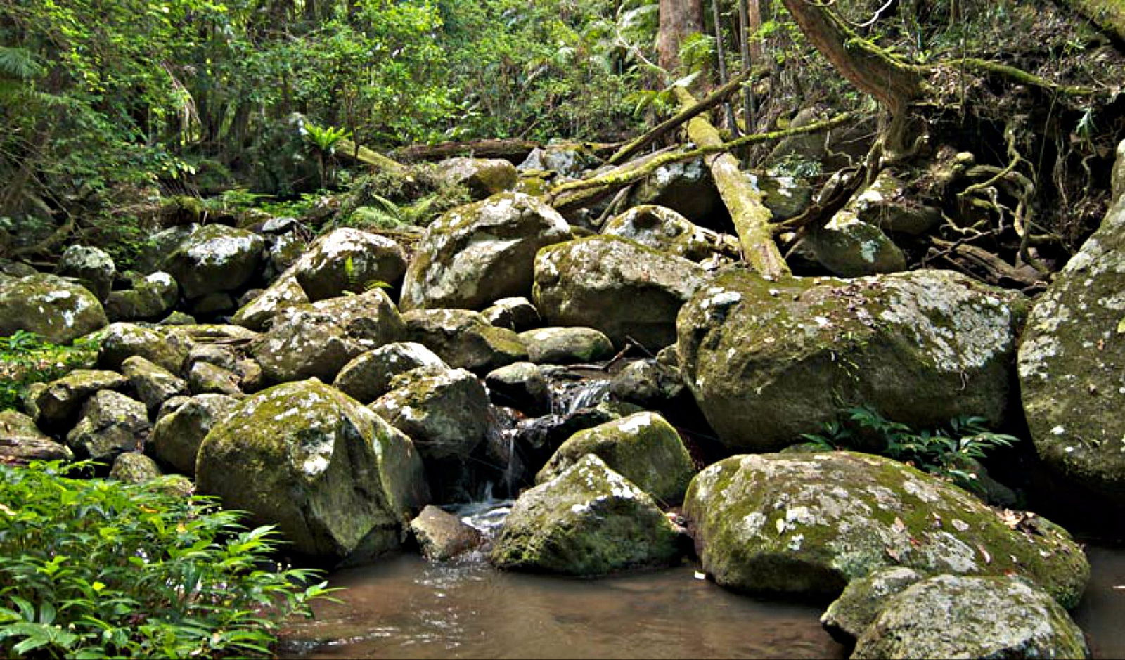 Booyong Walking Track Logo and Images
