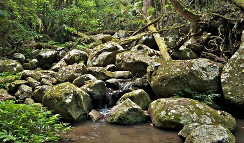 Booyong Walking Track - Accommodation QLD 0
