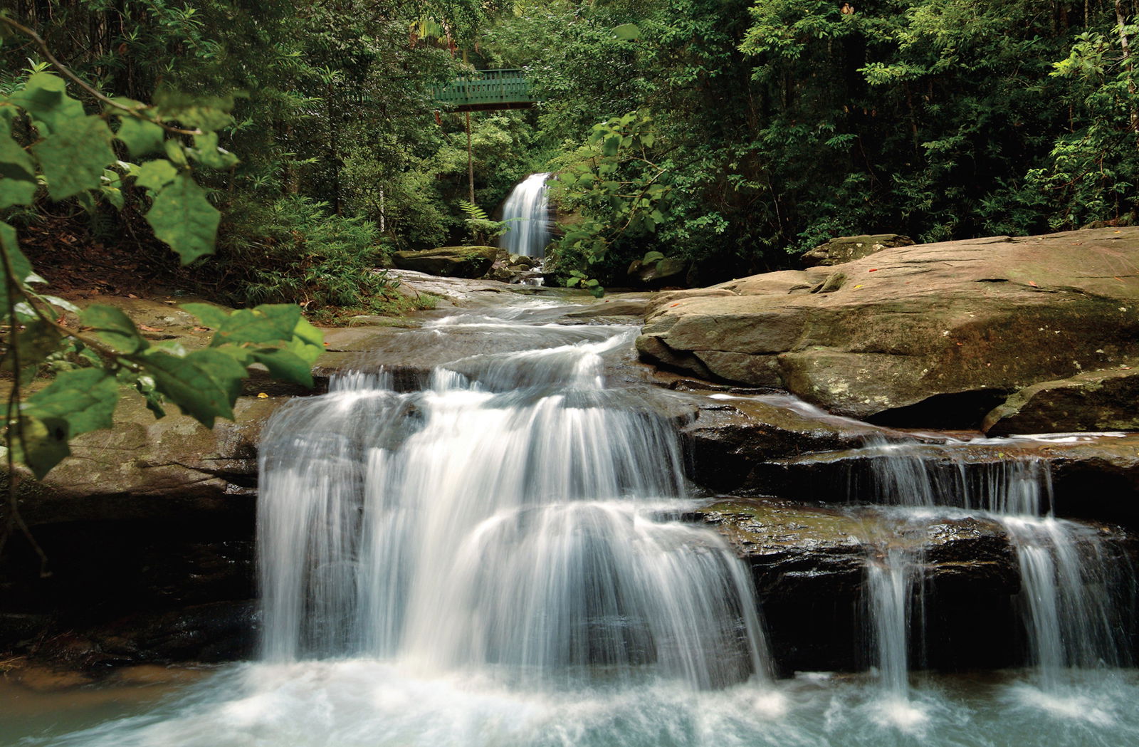 Buderim Logo and Images