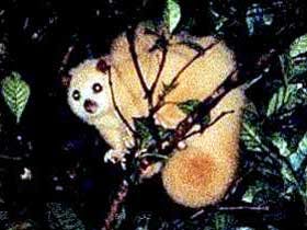 Carrowong Fauna Sanctuary Logo and Images