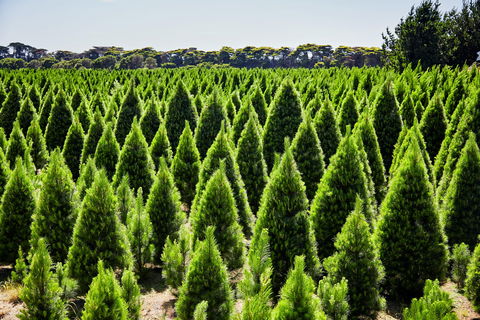 Christmas Tree Farm - Accommodation in Surfers Paradise 0