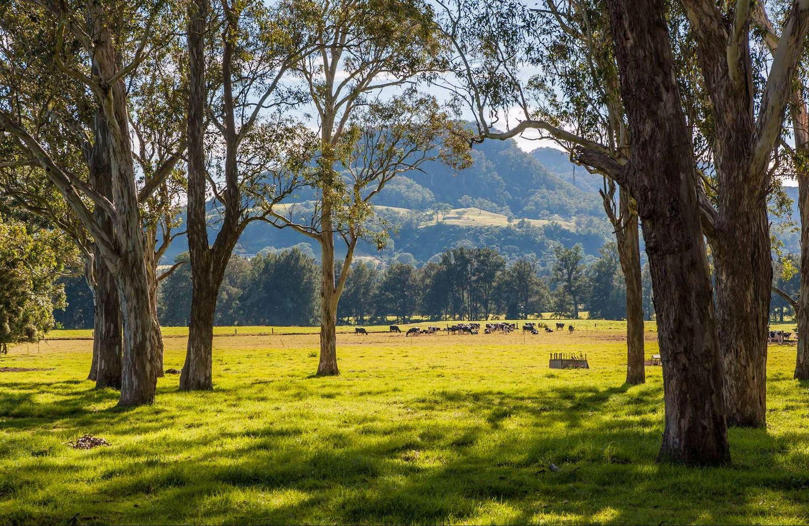 Coast to the Highlands Scenic Drive – Kangaroo Valley Logo and Images