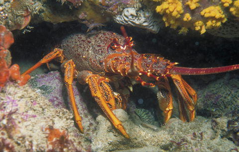 Eagle Rock Marine Sanctuary - Attractions Perth 1