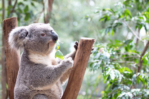 Featherdale Wildlife Park - Broome Tourism 1
