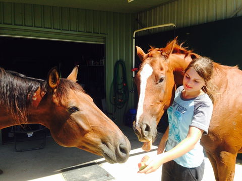 Iris Lodge Alpacas - Accommodation Yamba 0