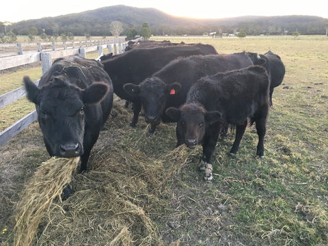 Iris Lodge Alpacas - Accommodation Yamba 1