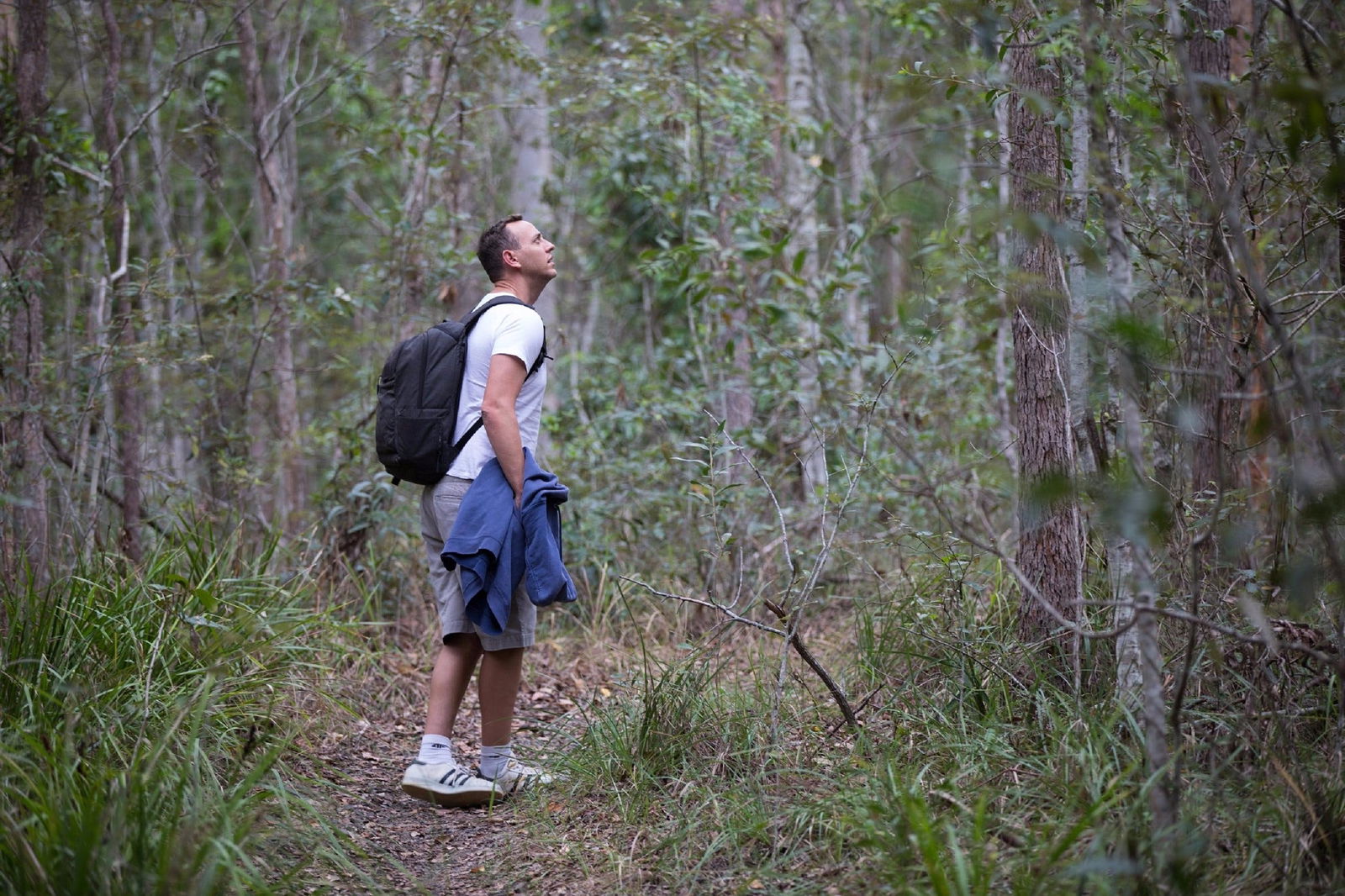 Ironbark Ridge and Spotted Gum Walking Trails Logo and Images