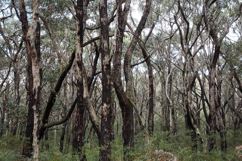 Lookout Hill  Circuit Walk - Accommodation Directory 0