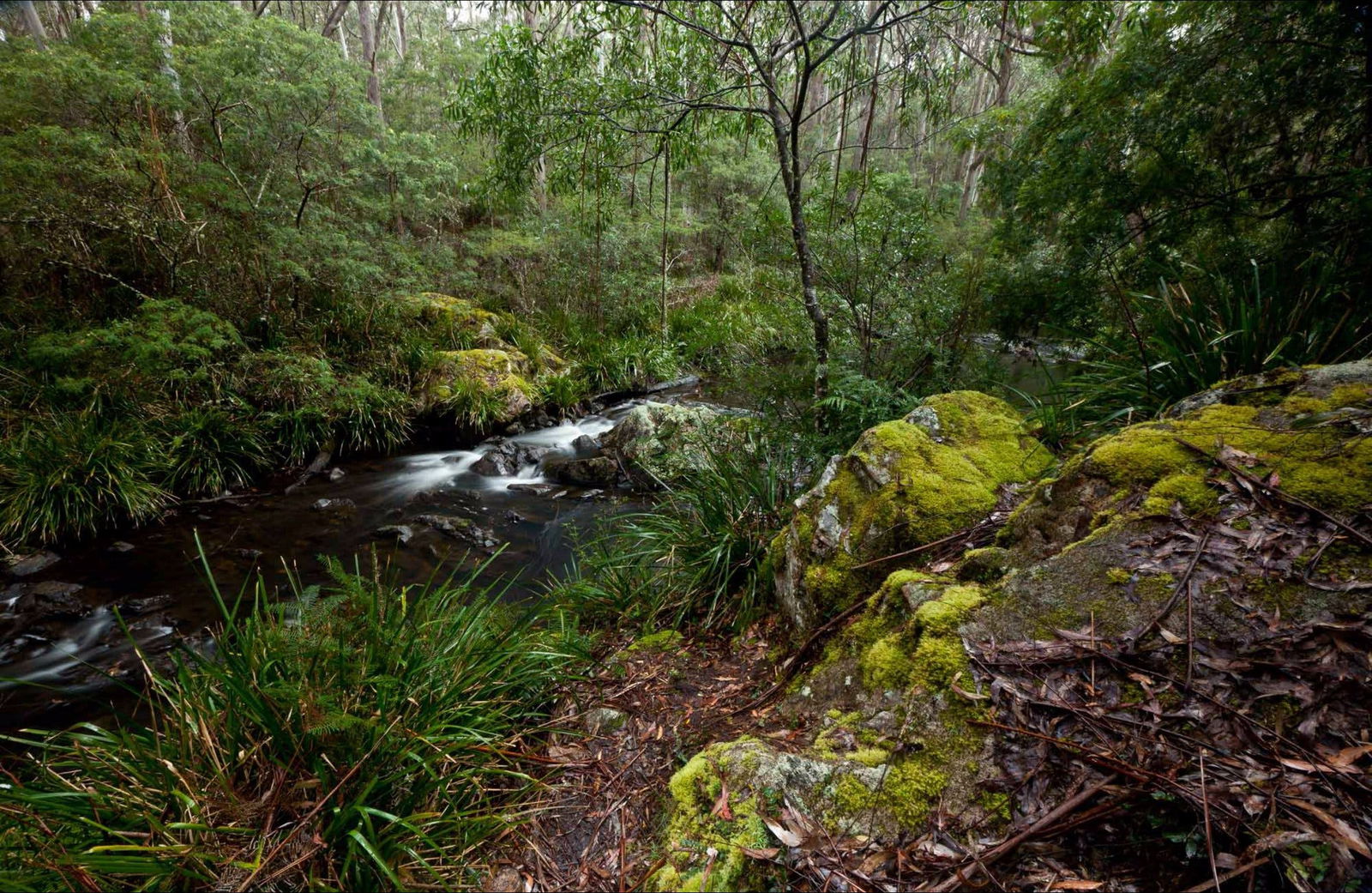 Mongarlowe River picnic area