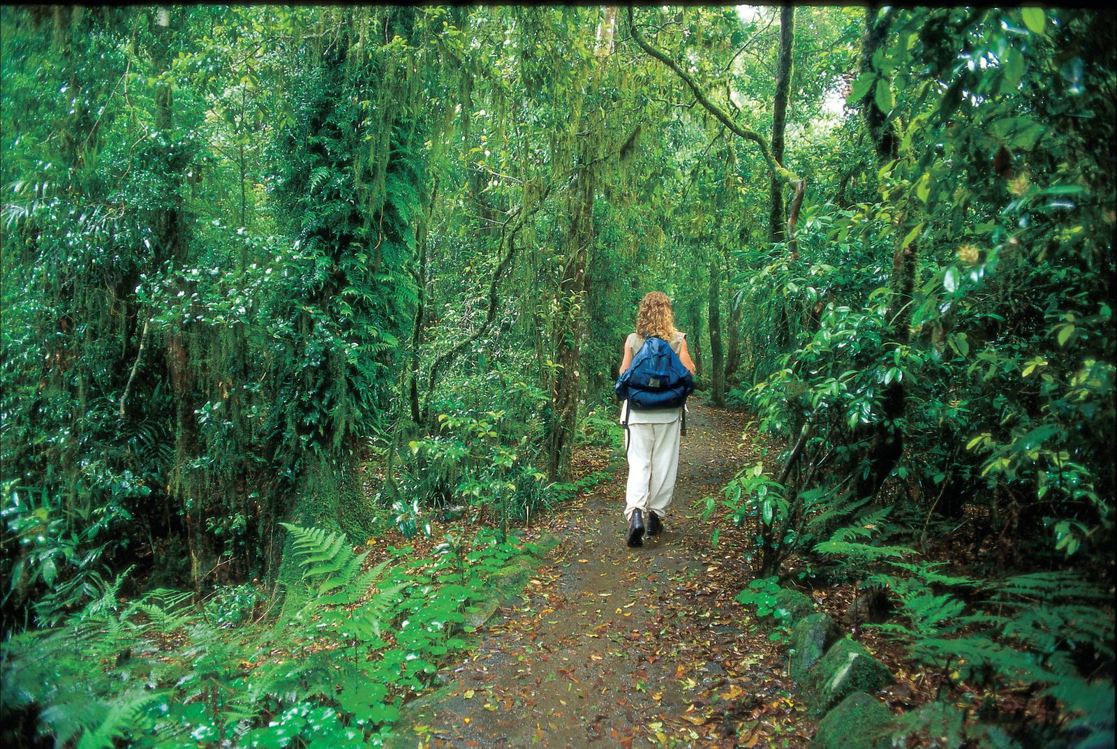 Mount Cougal, Springbrook National Park Logo and Images