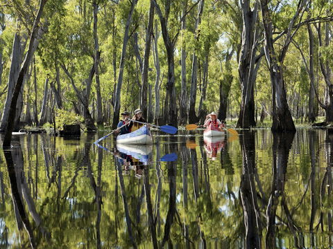 Murray River Canoe Trails - Accommodation NT 0