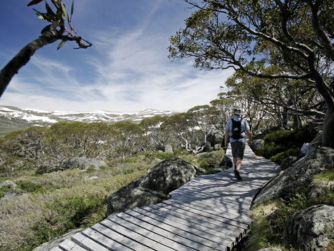 Snow Gums Boardwalk - Accommodation Fremantle 0