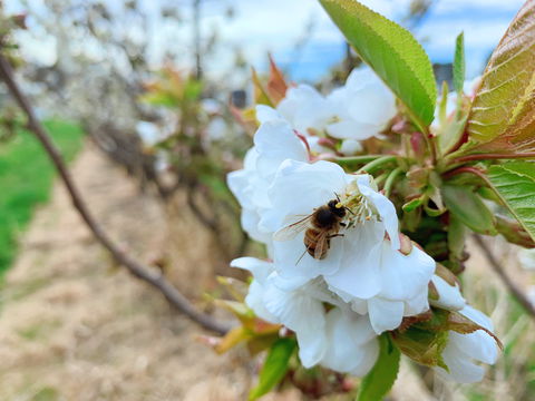 Tasmania Birchs Bay Cherries - Sunshine Coast Guide 1