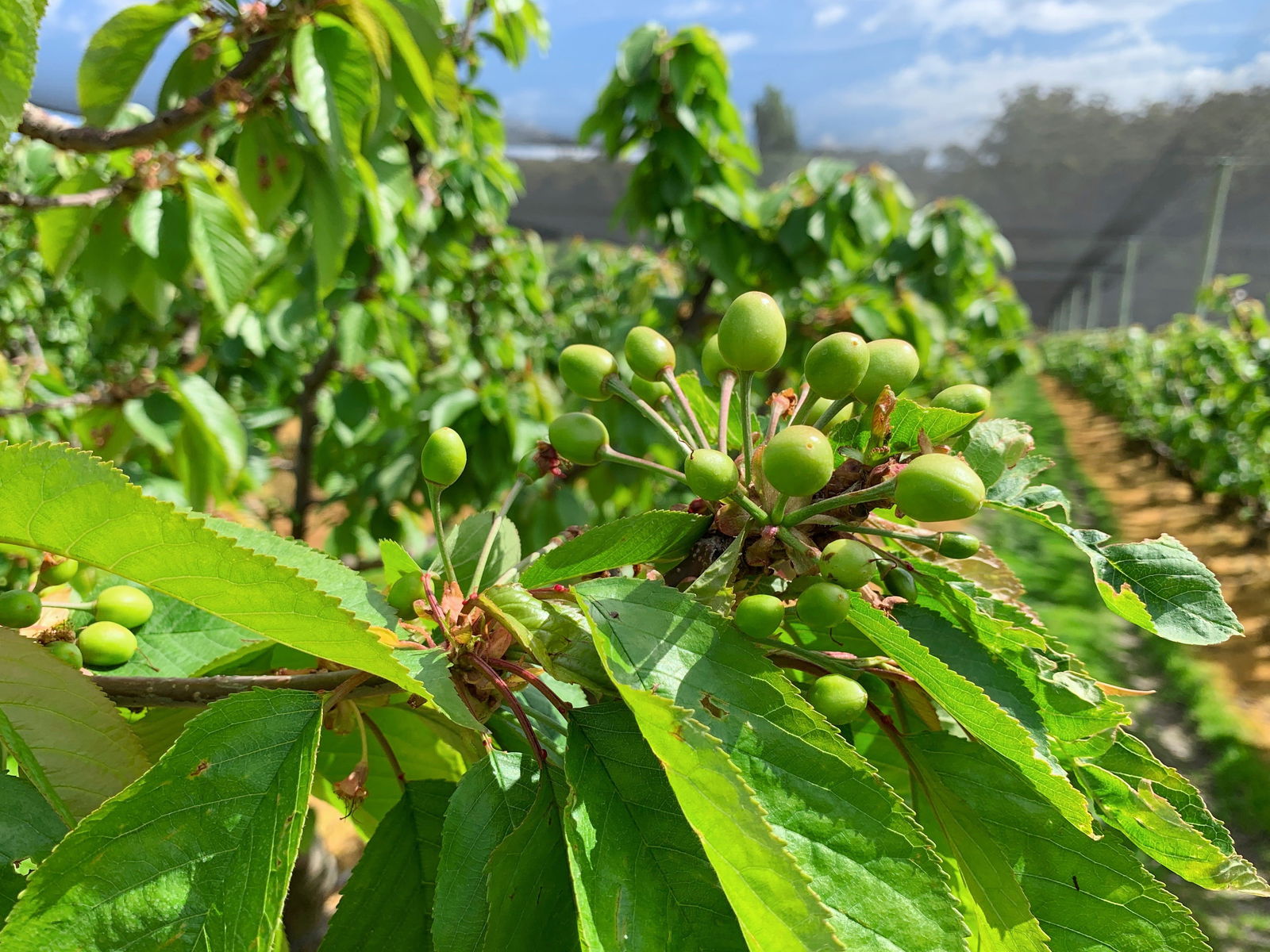 Tasmania Birchs Bay Cherries Logo and Images
