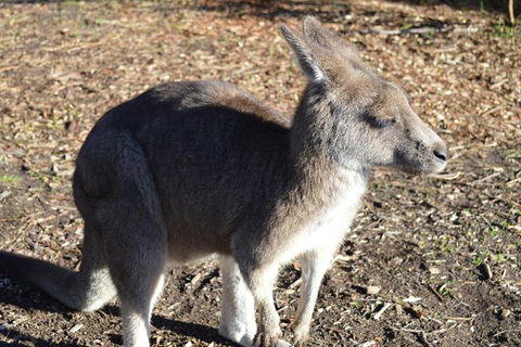 Small Group Great Ocean Road & 12 Apostles Tour - Holiday Melbourne 8