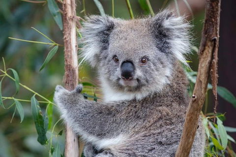 Small Group Great Ocean Road & 12 Apostles Tour - Holiday Melbourne 4