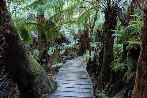 Small Group Great Ocean Road & 12 Apostles Tour - Holiday Melbourne 9