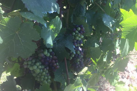 Yarra Valley Wine Tasting Tour - Holiday Sydney 4