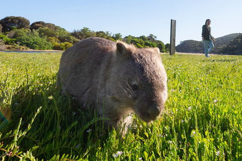 3 Day Great Ocean Road, Phillip Island & Wilsons Promontory Ultimate Tour - Accommodation Australia 5