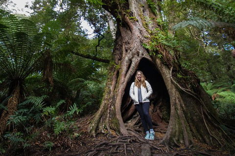 3 Day Great Ocean Road, Phillip Island & Wilsons Promontory Ultimate Tour - Accommodation Australia 2