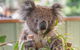 3 Day Great Ocean Road, Phillip Island & Wilsons Promontory Ultimate Tour - thumb 1