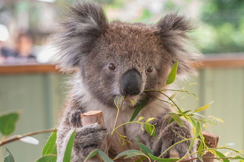 3 Day Great Ocean Road, Phillip Island & Wilsons Promontory Ultimate Tour - Accommodation Australia 1