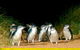 3 Day Great Ocean Road, Phillip Island & Wilsons Promontory Ultimate Tour - thumb 3