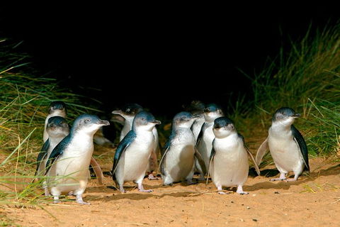 3 Day Great Ocean Road, Phillip Island & Wilsons Promontory Ultimate Tour - Accommodation Australia 3