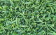 Turfgrass Mackay - thumb 14