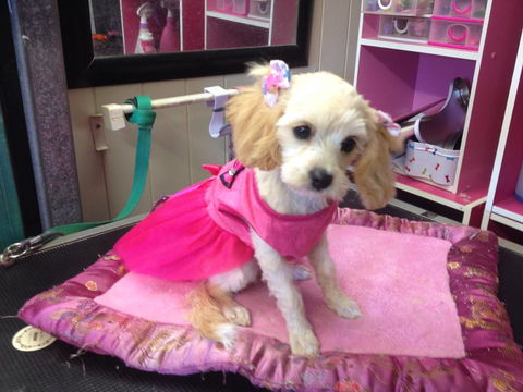 Lyns Total Pet Care - Car Shop 0