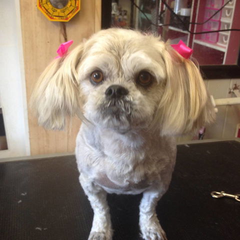 Lyns Total Pet Care - Car Shop 1