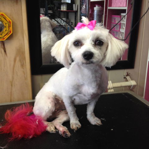 Lyns Total Pet Care - Car Shop 2