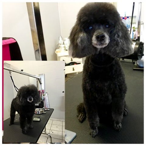 Aloha K9 Services Dog Grooming & Training - Car Shop 0
