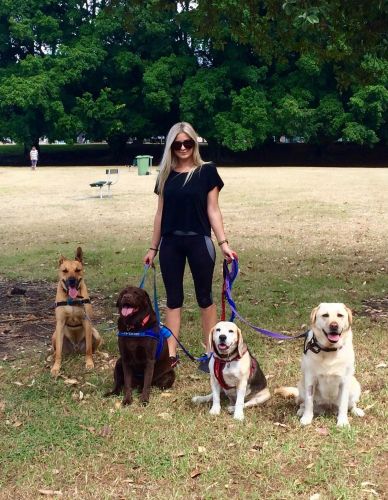 Aloha K9 Services Dog Grooming & Training - Car Shop 2