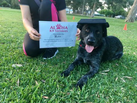 Aloha K9 Services Dog Grooming & Training - Car Shop 3